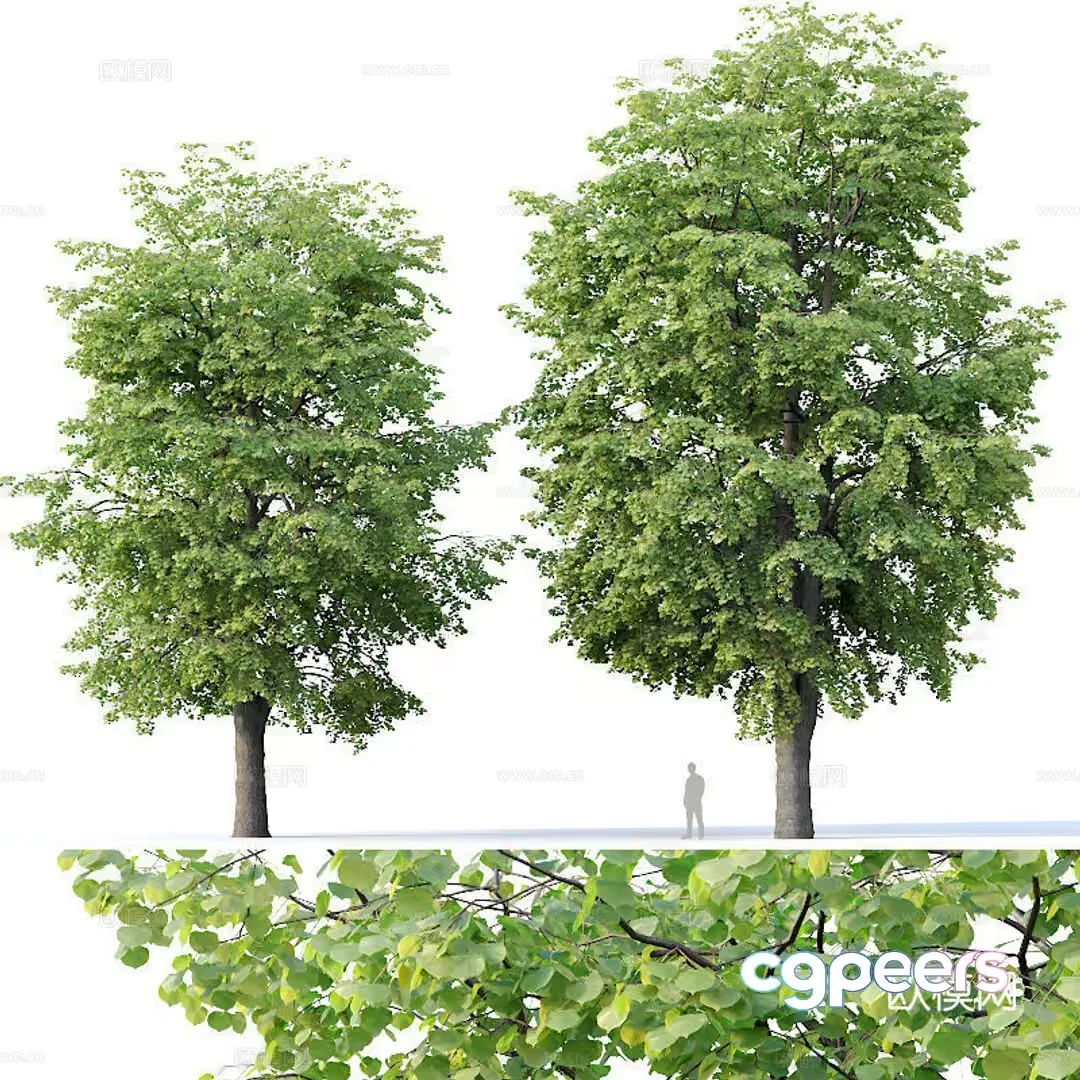 Two Trees 3D Model – 13316 – VRAY Render