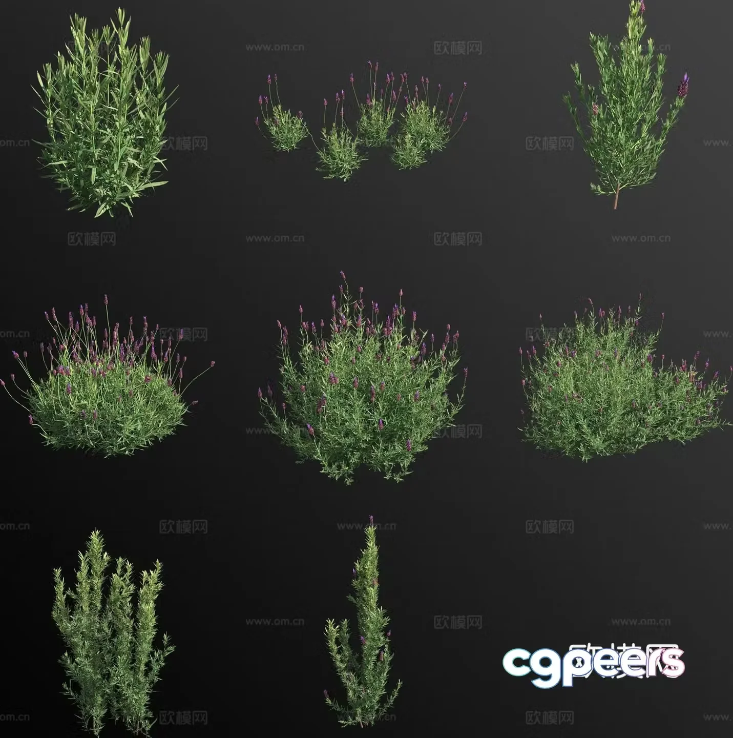 lavender capitate weed weed flower 3d model