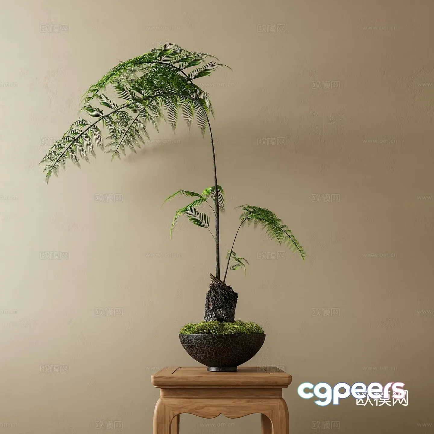 fern bonsai moss bonsai green bonsai fern moss 3d model