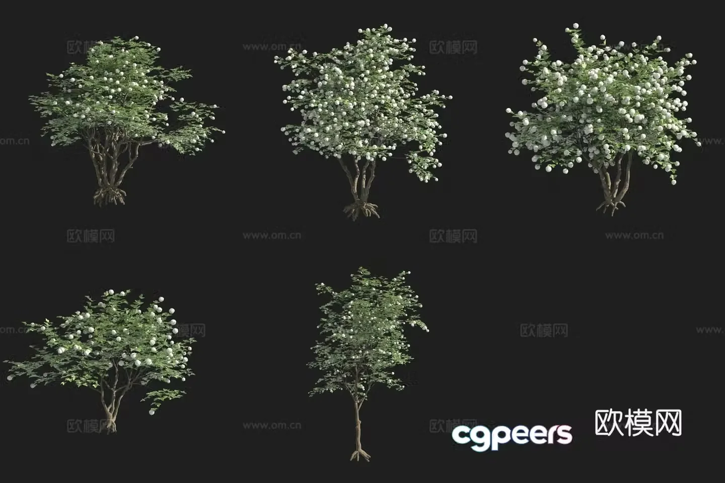 European Viagra tree shrub Swedish plant 3D model