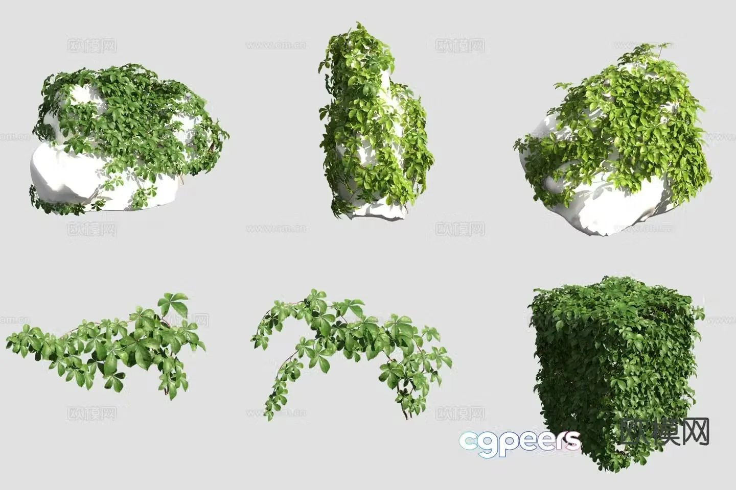 Taiwan cliff climbing vine vine 3d model