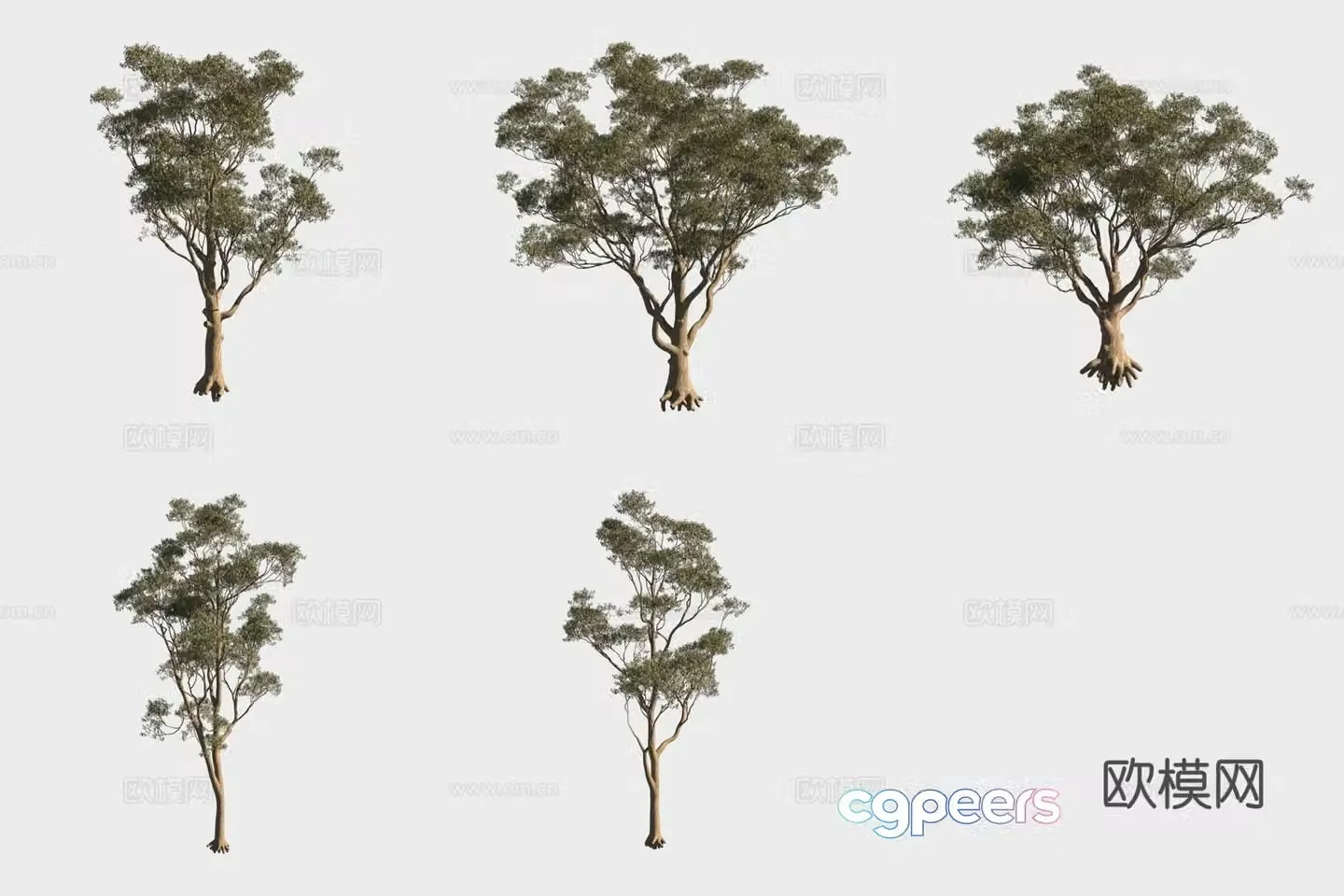 Sweet leaf eucalyptus small trees forest 3d model
