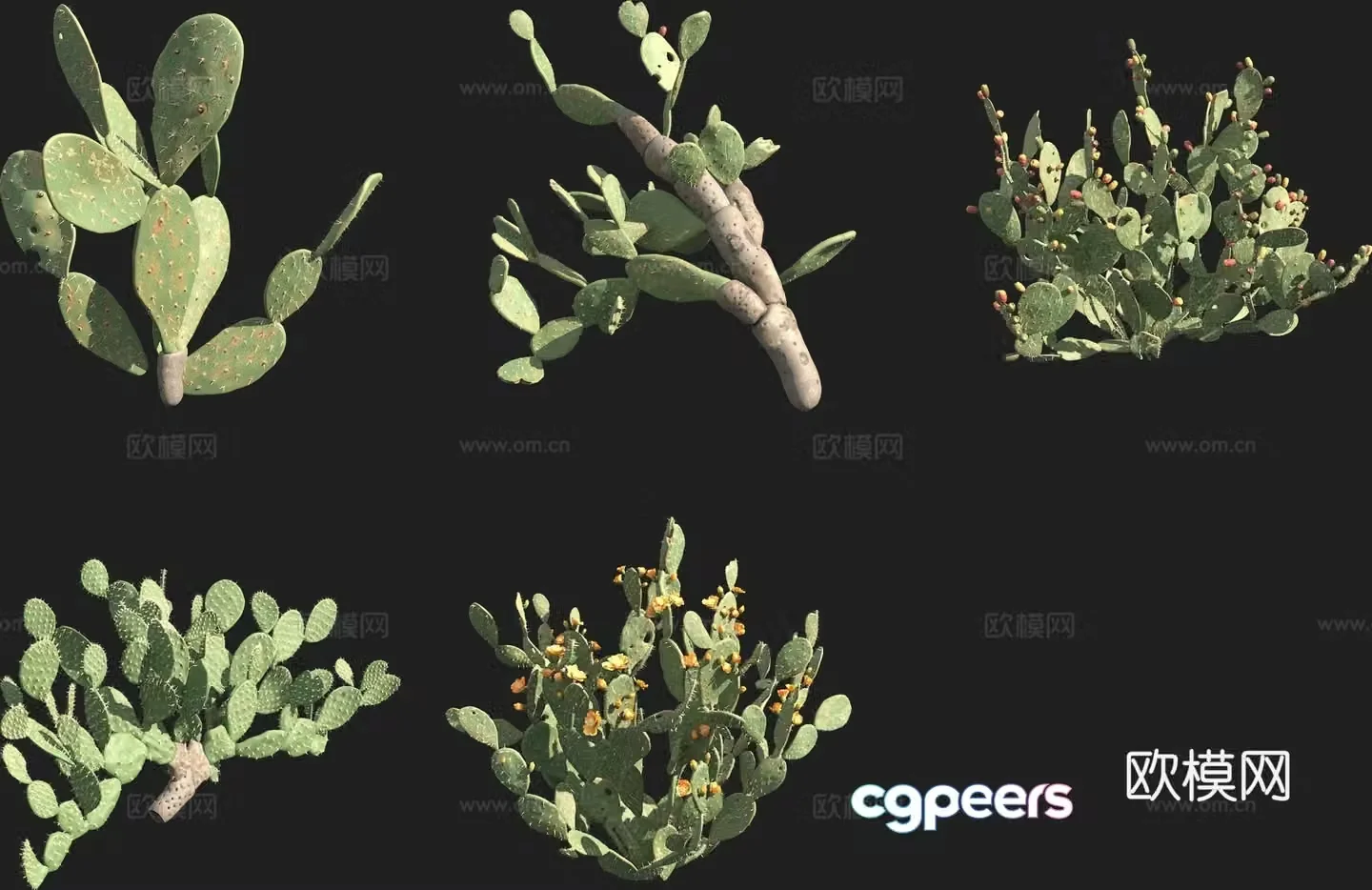 Pear fruit cactus 3d model