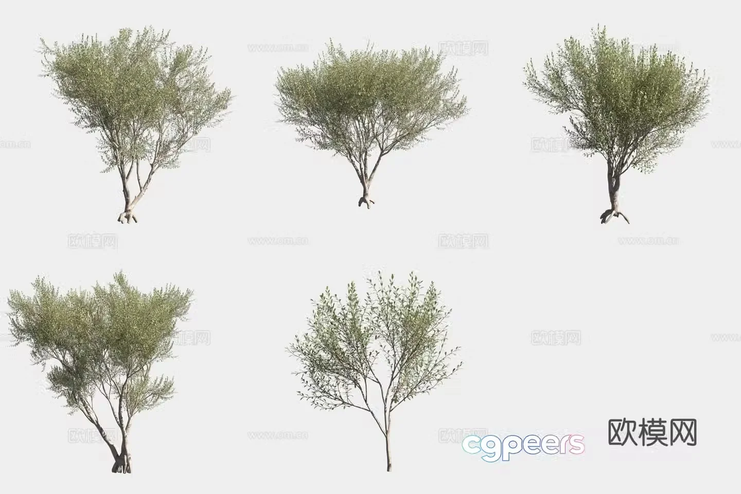 Wilson Oil Olive Tree Shrub 3D Model