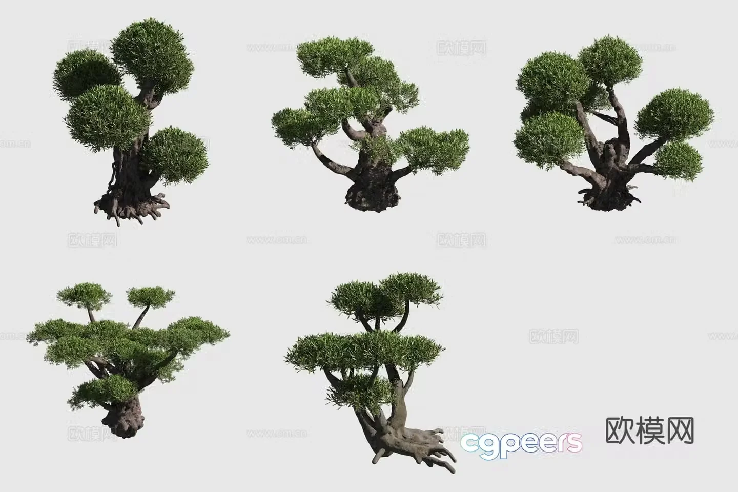 Oil olive shrub hedge ornamental plant potted 3d model