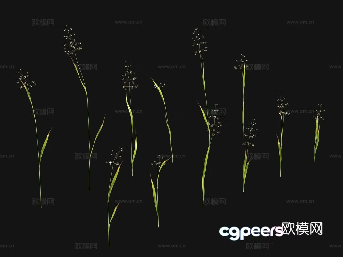 Flowers and plants Wild grass 3d model