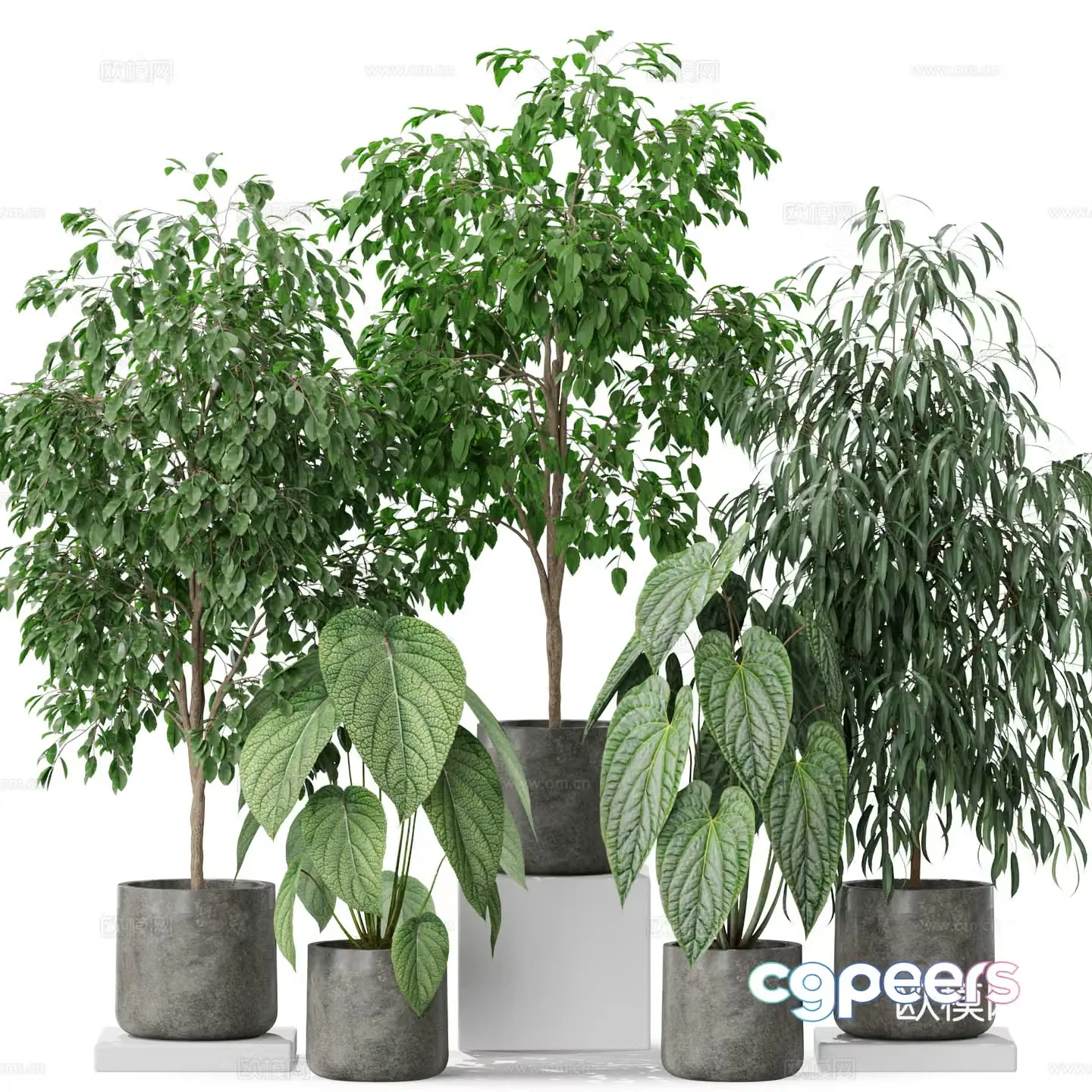 Green plant potted 3D model