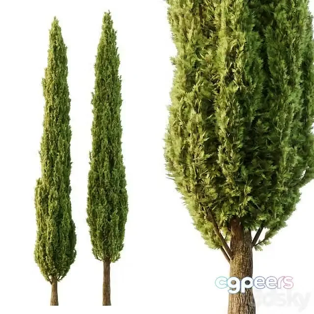 3ds Max Free – Italian Cypress Tree06