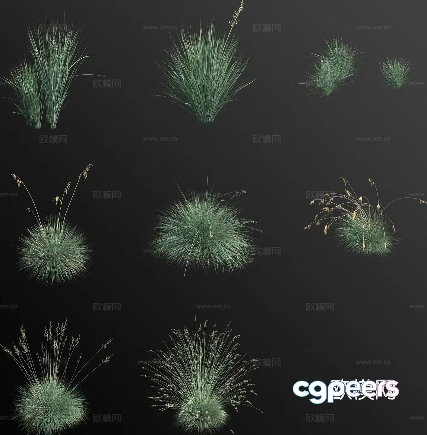 Blue oat grass flower 3d model