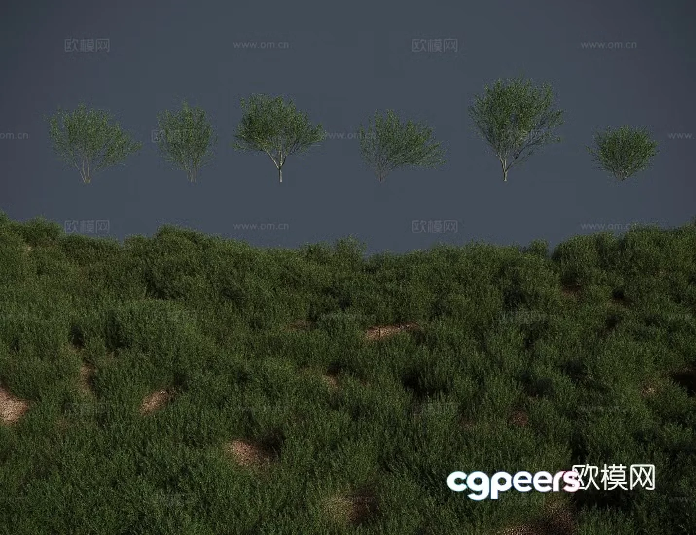Modern tree black willow tree shrub 3d model