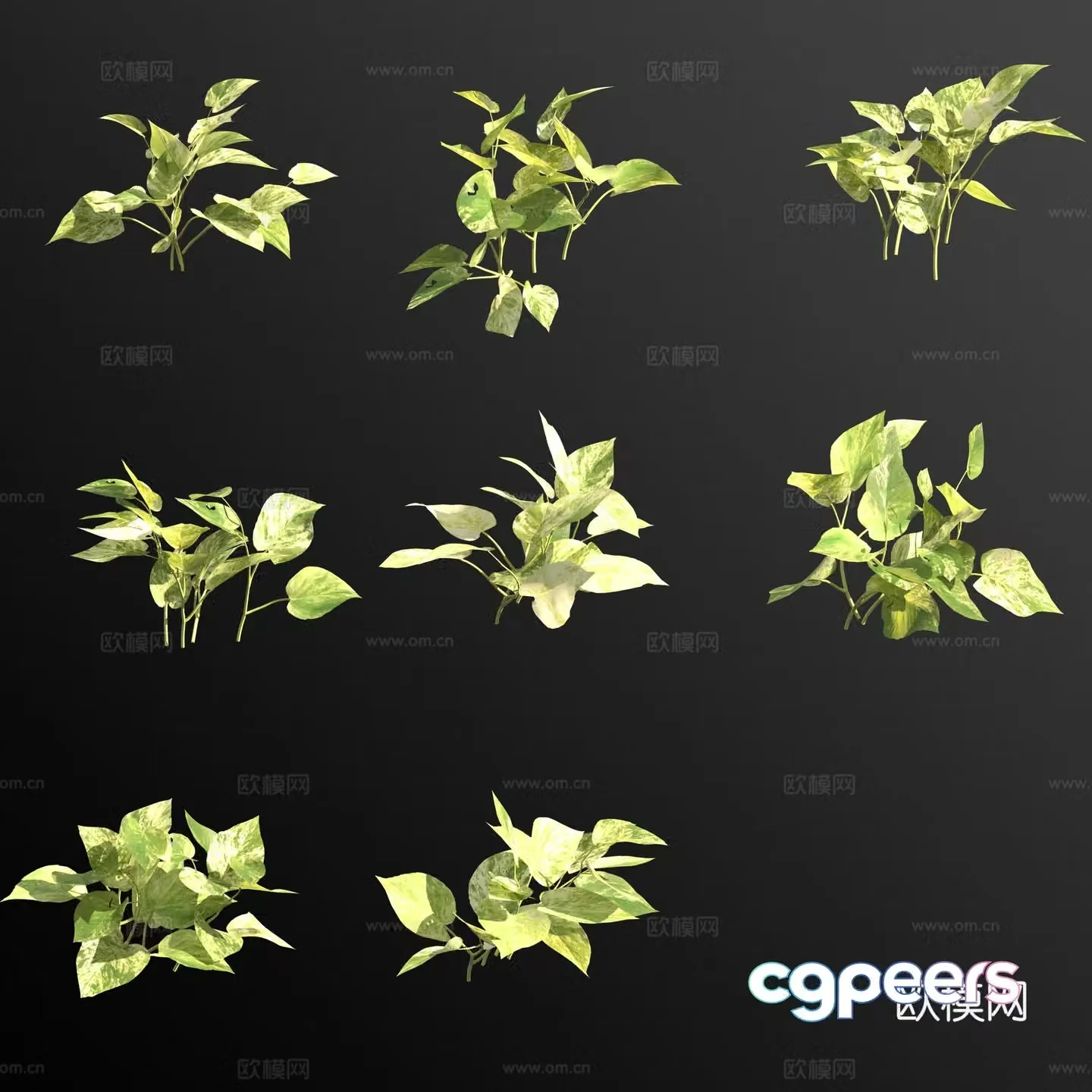 Pothos marble queen green plant 3d model