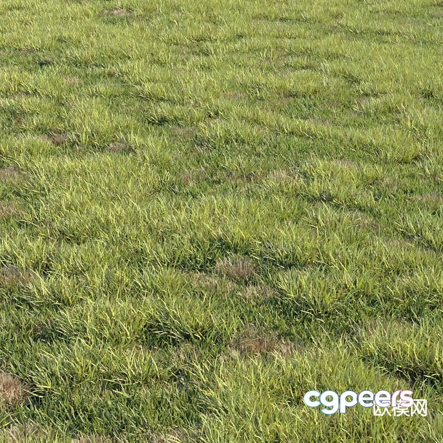 Green lawn grass 3d model