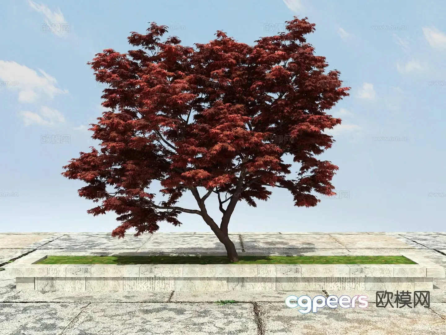 Ornamental plant red maple tree pond big tree 3d model