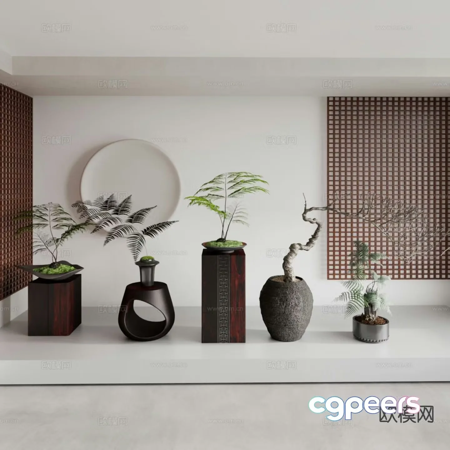 Chinese bonsai shaped bonsai asparagus bonsai 3d model