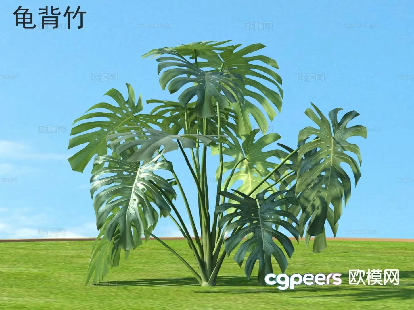 Monstera Flowers Grass and Shrubs Plants 3D Model