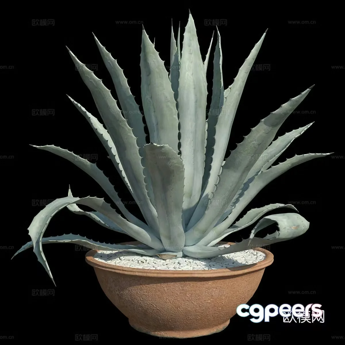 Aloe vera bonsai 3d model