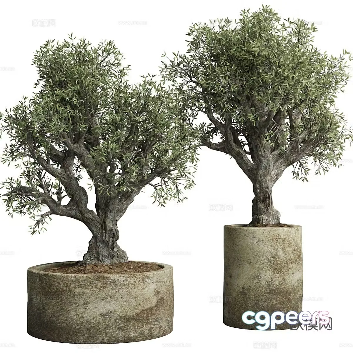 tree big tree potted plant green tree old tree old tree flowerpot 3d model
