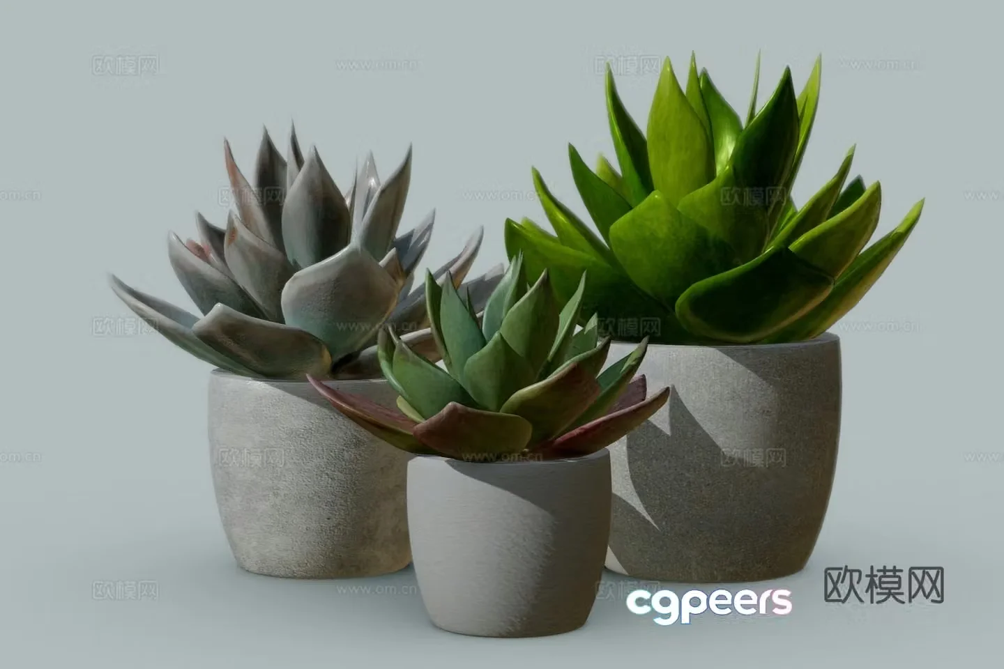 modern potted plants bonsai succulents 3d model