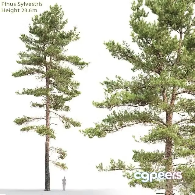 3ds Max Free – Pinus Sylvestris 18 (23.6m)