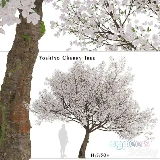 3ds Max Free – Yoshino Cherry Tree (Prunus yedoensis) (1 Tree)