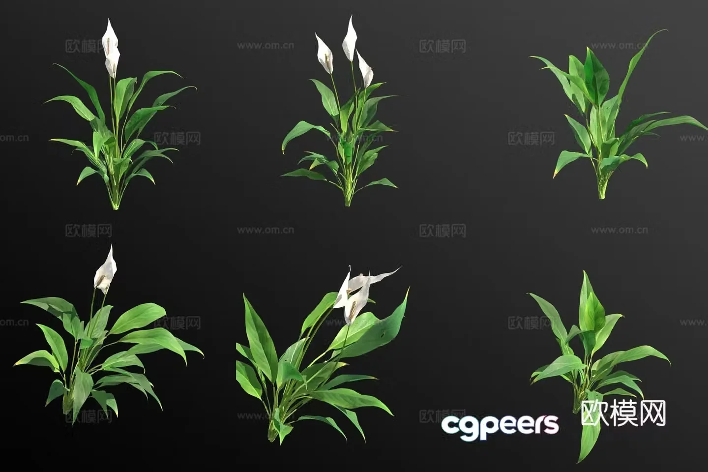 Spathiphyllum flower green plant 3d model