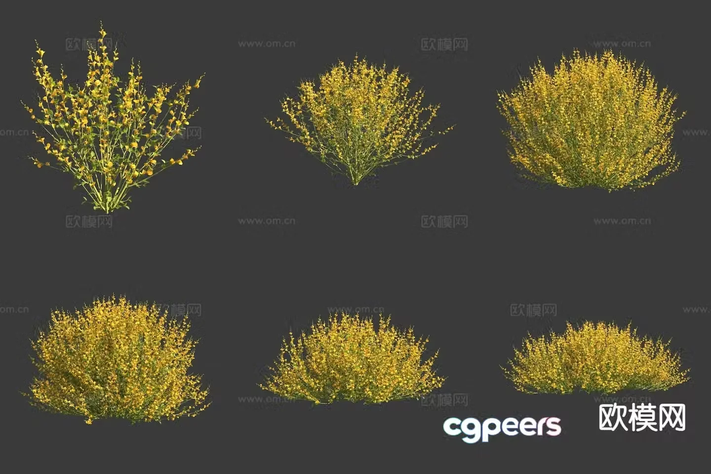 Gorese flowers plants shrubs 3d model