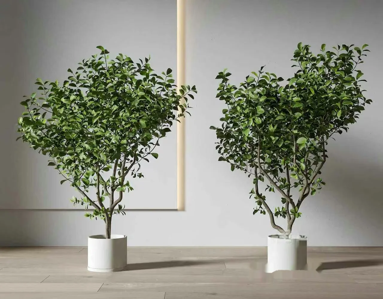 Modern Indoor Plants 3D Model – 10308 – VRAY Render