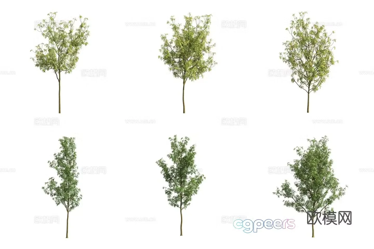 European ash landscape tree 3d model