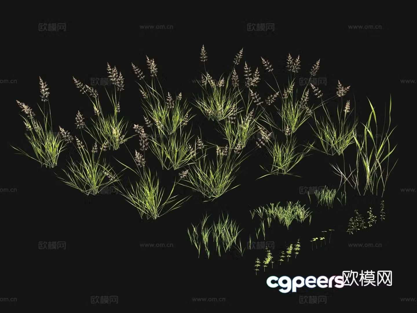 Flowers and plants Lawn Grass Seeds 3D Model