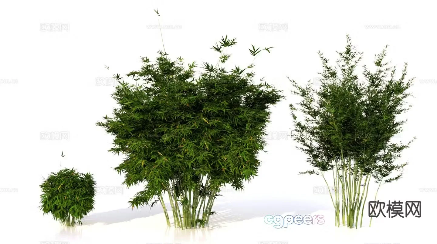 Bamboo Green Bamboo Green Bamboo Momoji 3D Model