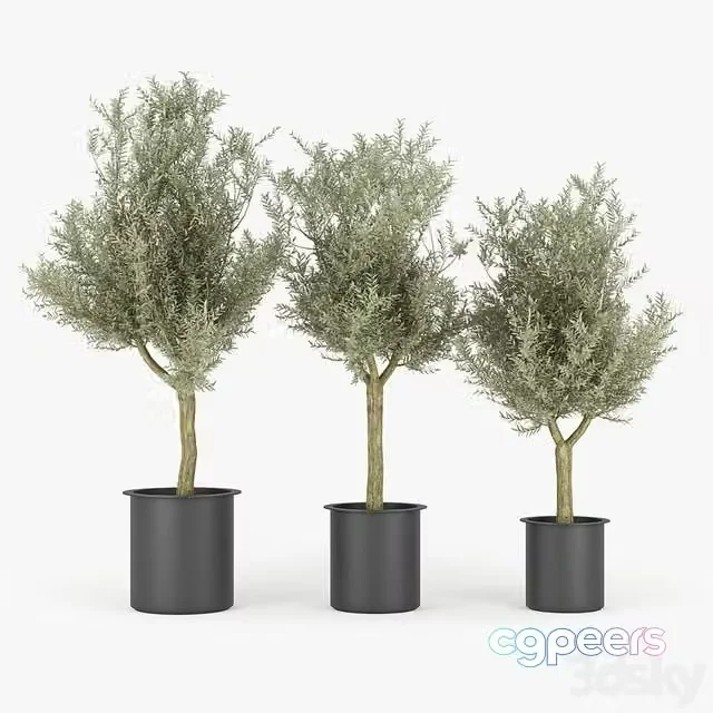 3ds Max Free – Olive Tree