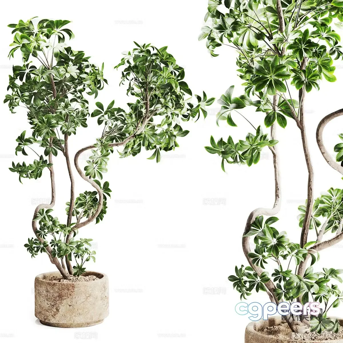 plant pot bonsai 3d model