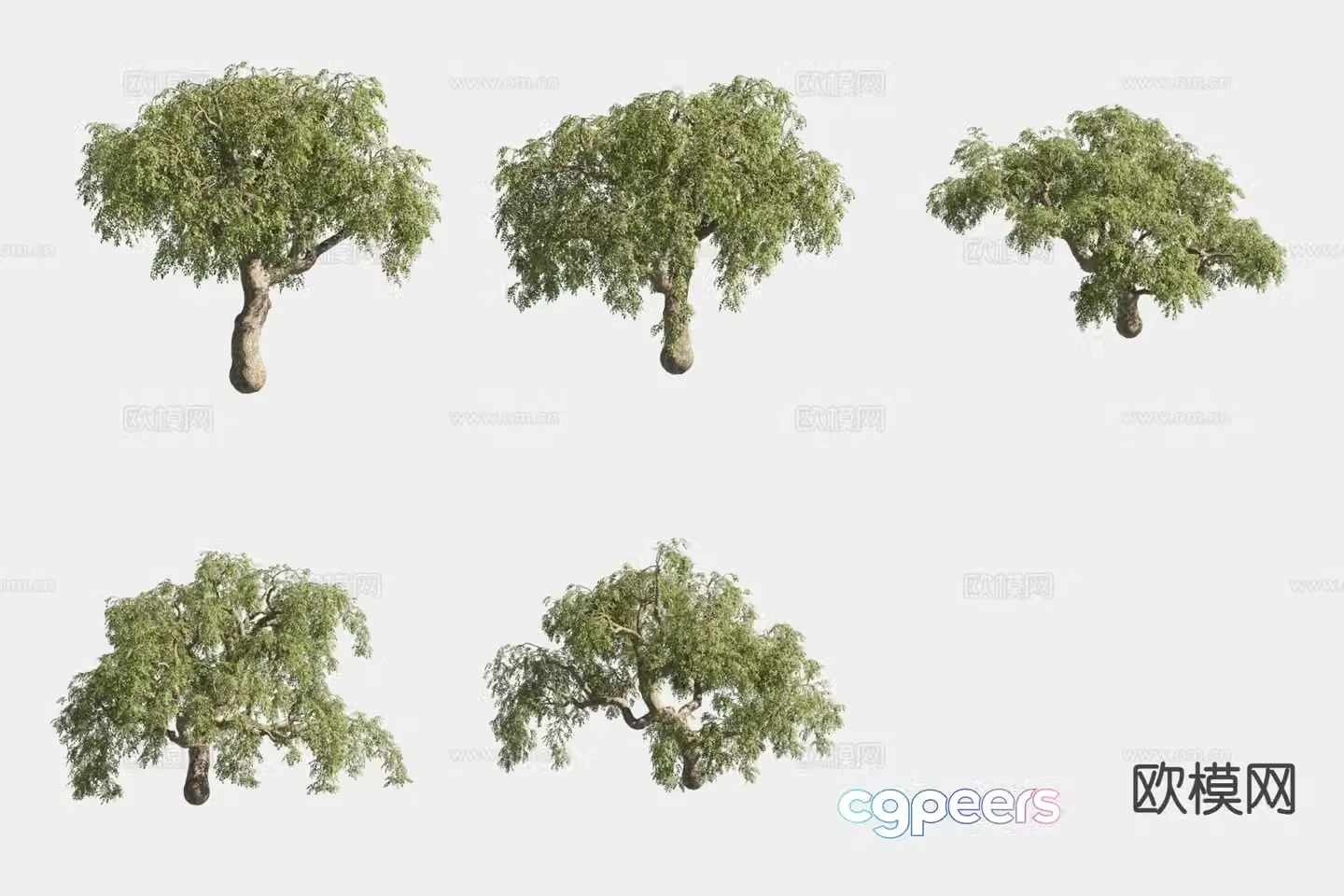 Black locust tree Chinese locust tree landscape tree tree 3d model
