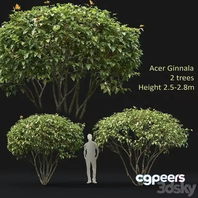 3ds Max Free – Acer Ginnala 2 trees