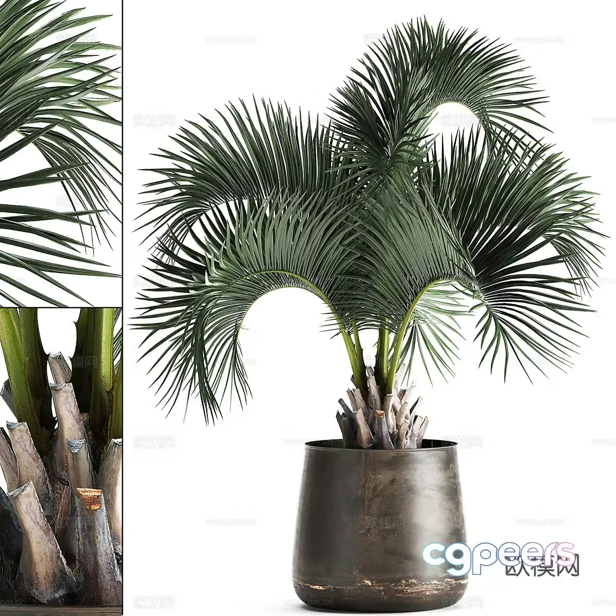 Palm Tree Bonsai 3d Model