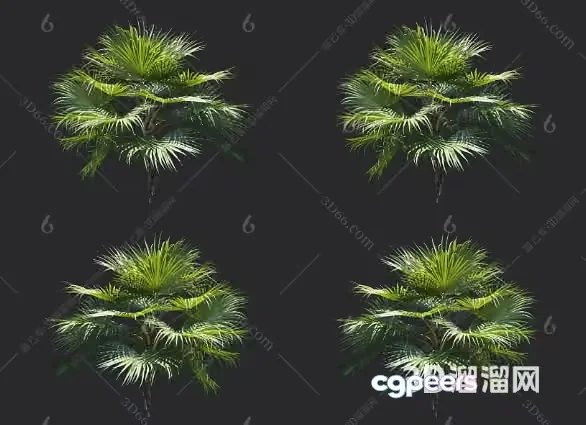 A 3D Rendering Of Palm Trees 3D Model – 13504 – VRAY Render