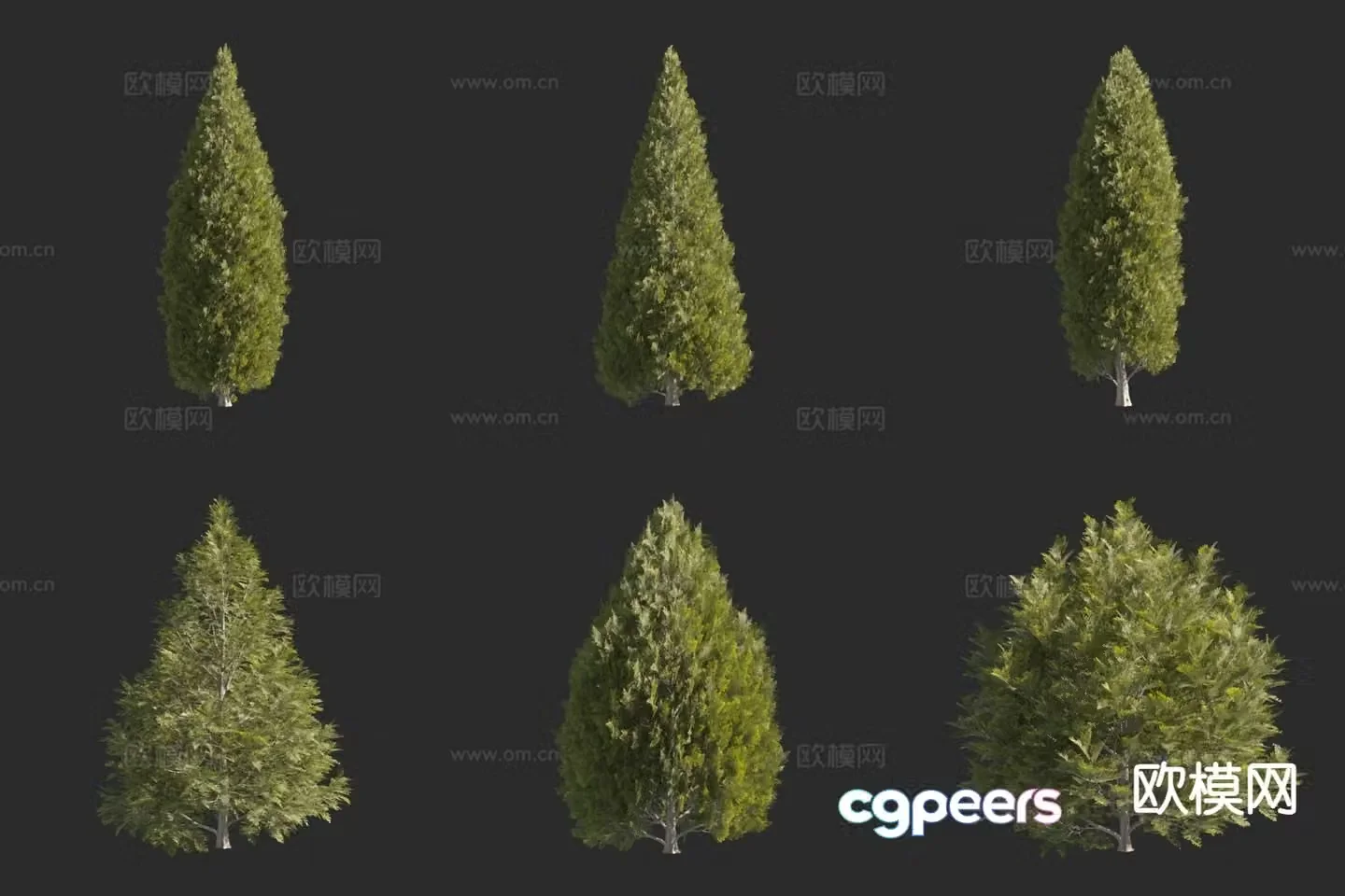 North American Cedar Tree Landscape Tree 3D Model