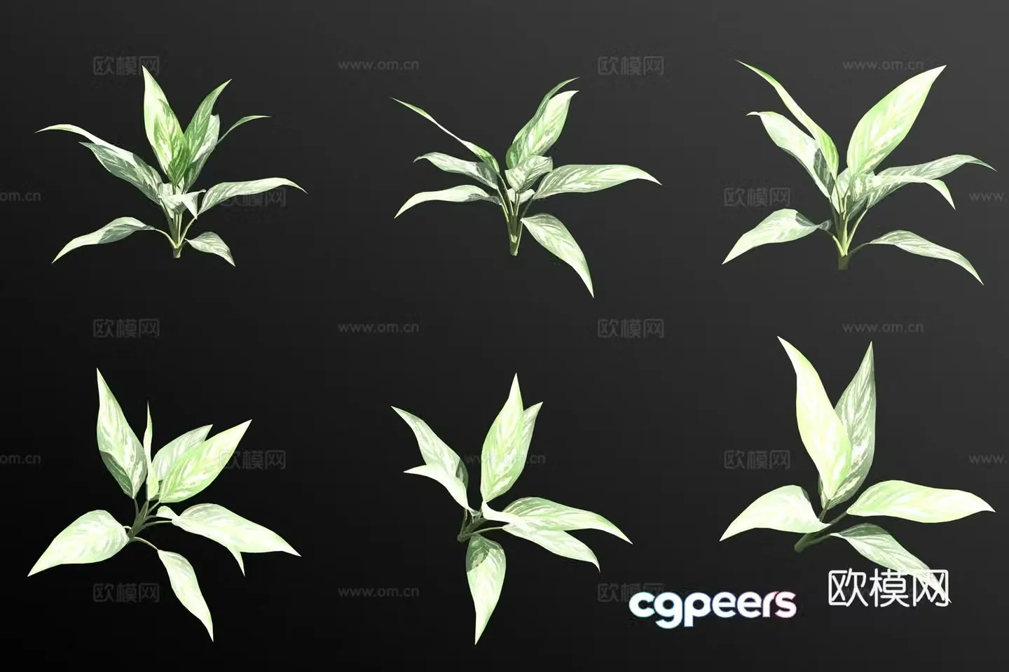Guangdong Dieffenbachia flowers and plants 3D model