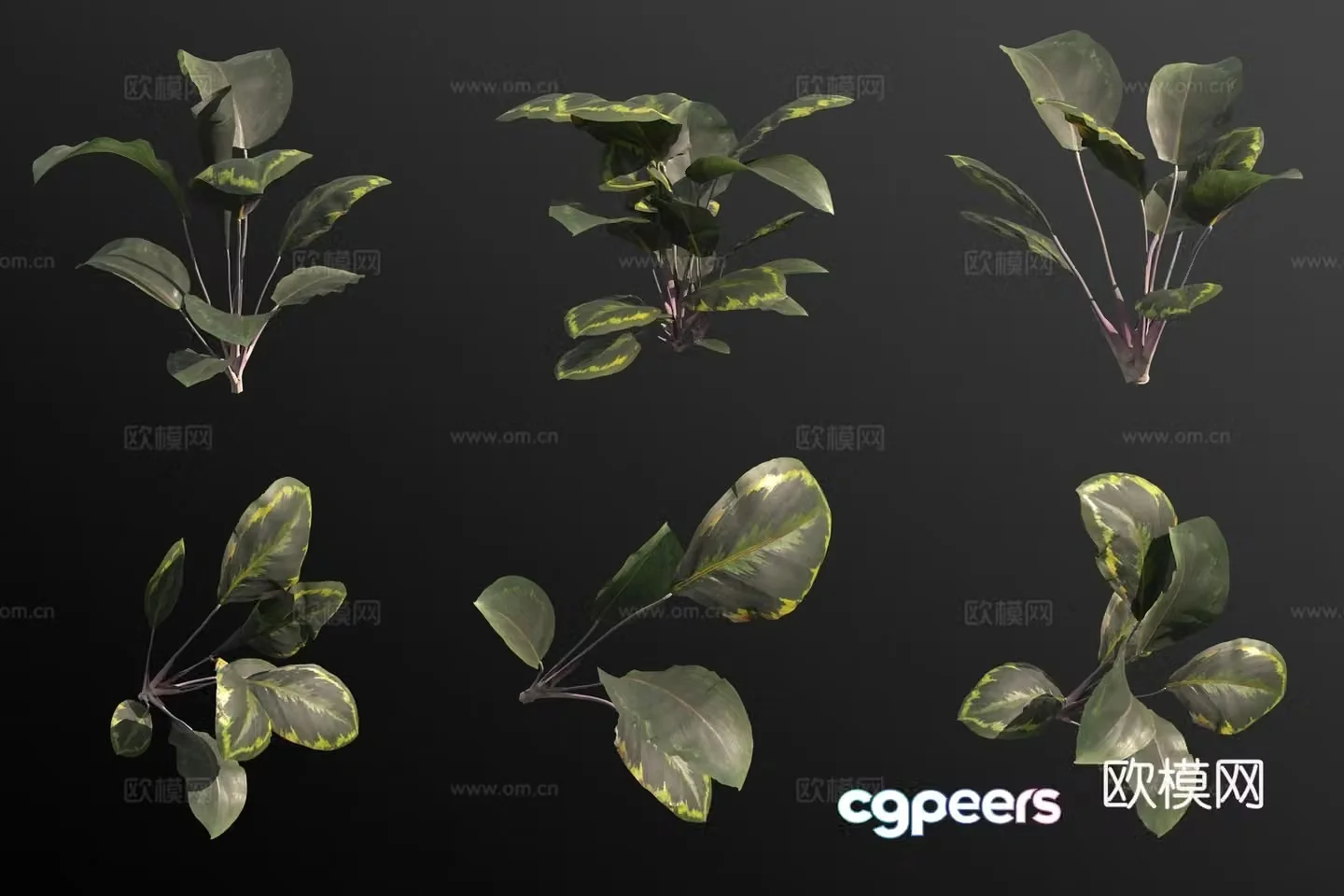 Cat’s eye arrowroot green plant 3d model