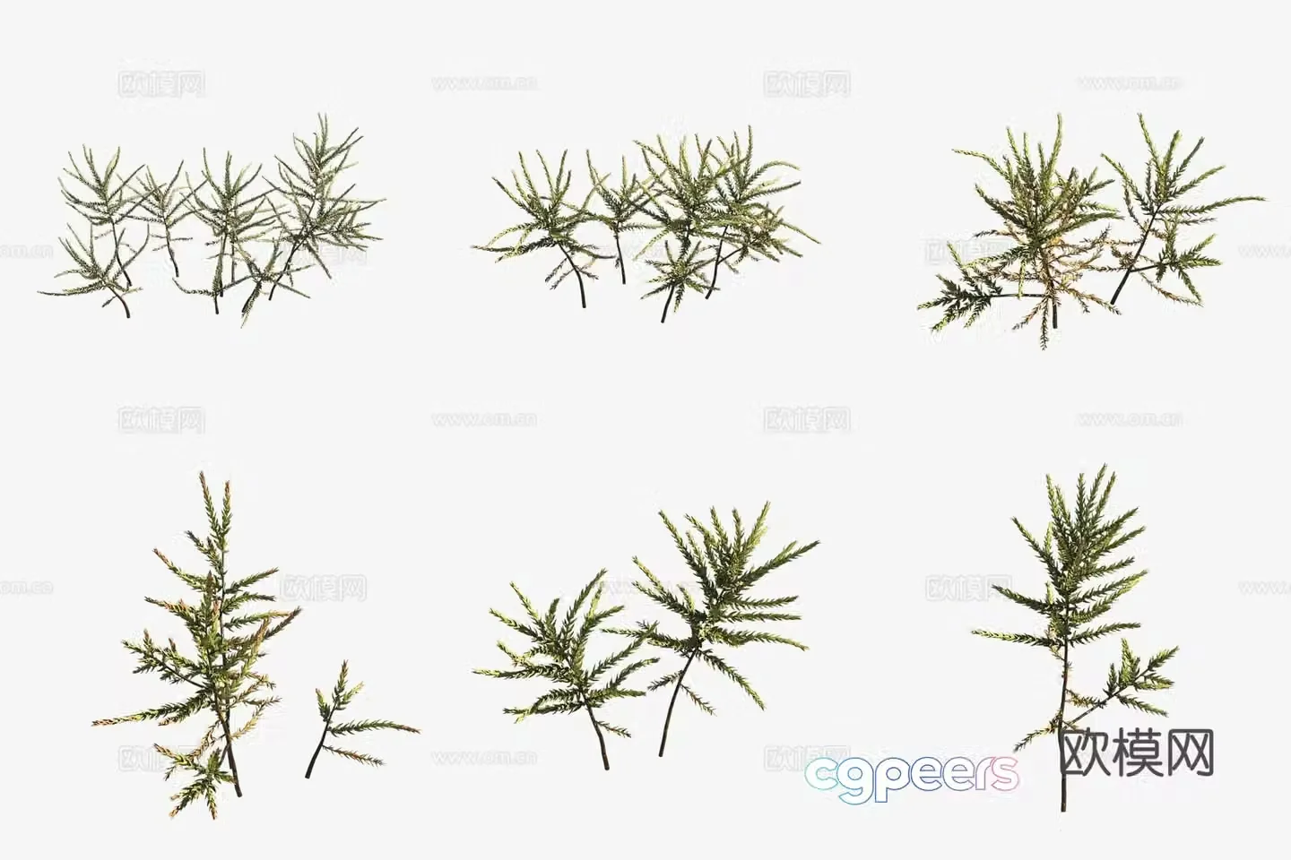 Aquatic plants Japanese perpetual moss aquatic plants 3D model