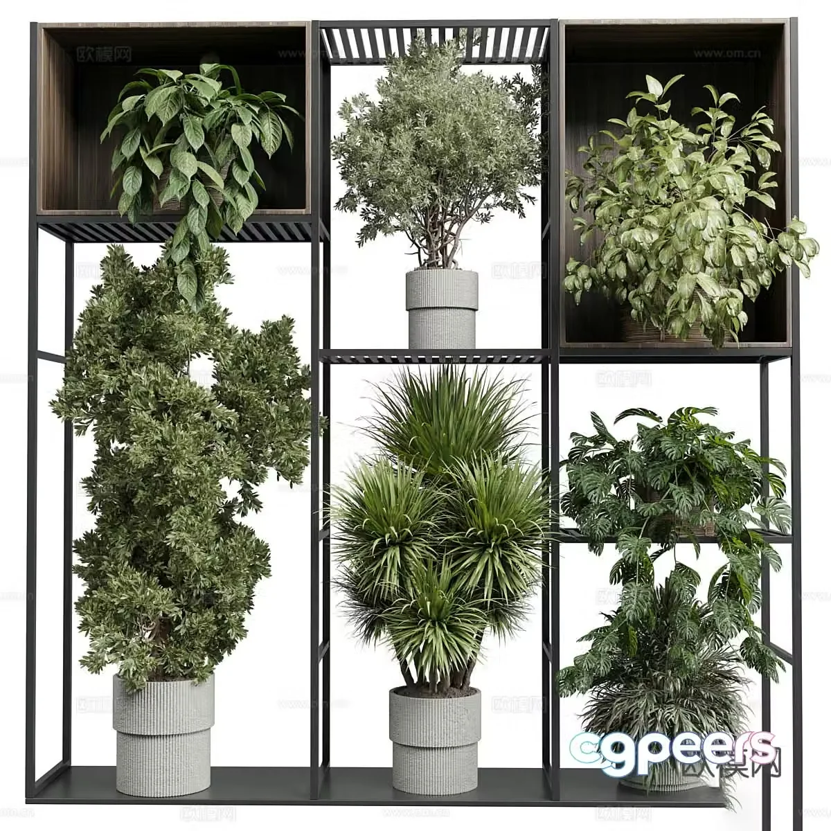 New Chinese bonsai 3D model