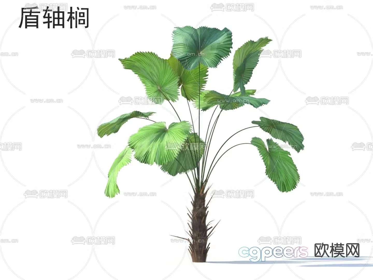 Shield axle tree plant 3d model