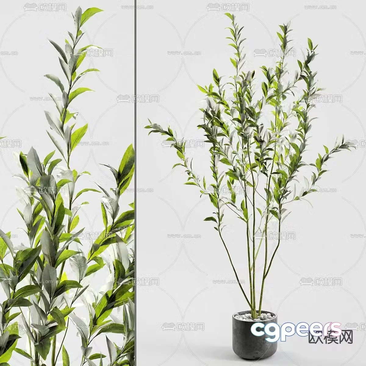 Plant potted indoor potted plant 3d model