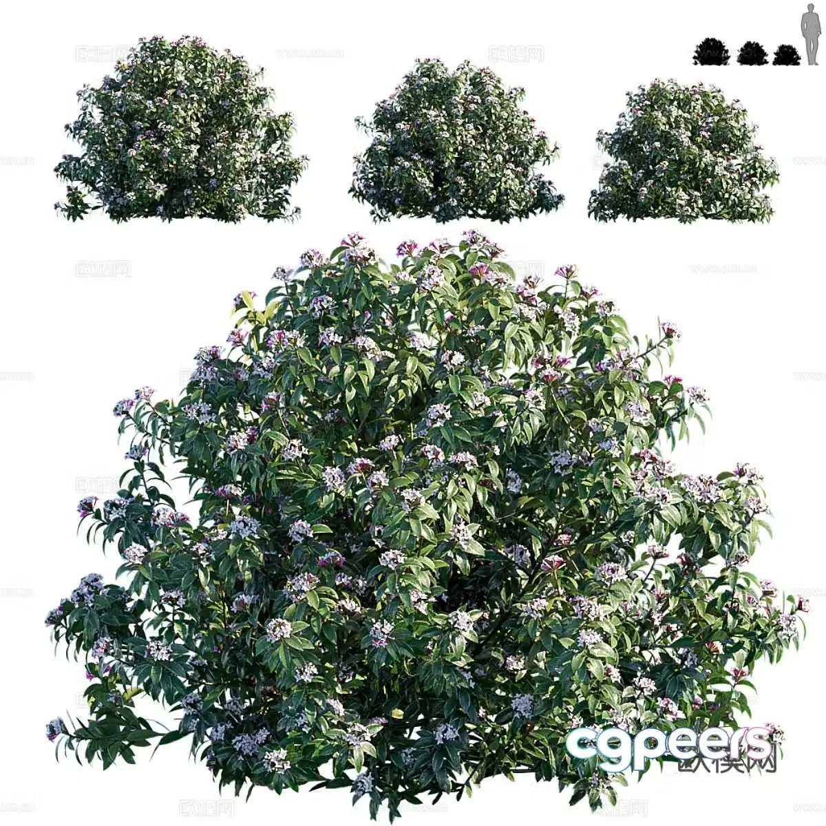 Flowering plant 3d model