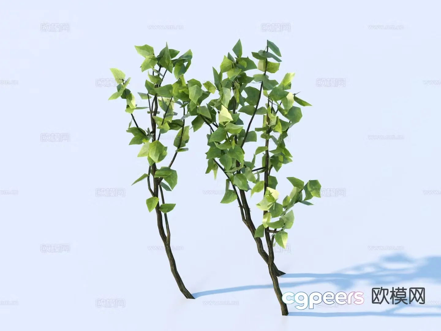 Green Shrub Plant 3D Model