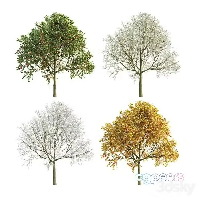 3ds Max Free – Apple Tree 5 Seasons