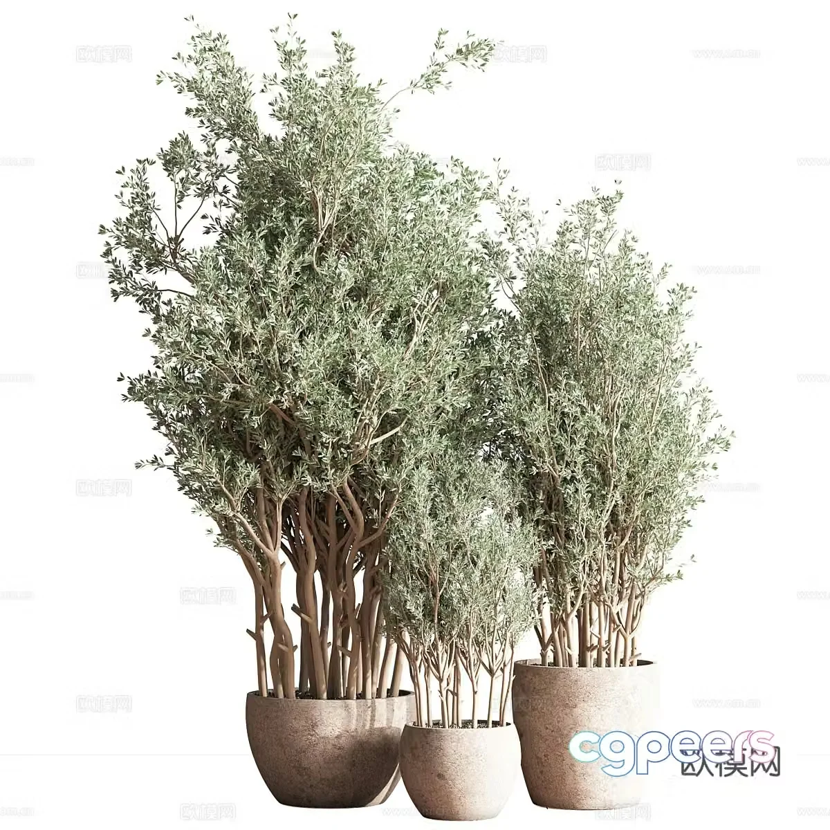 Green plant potted 3d model