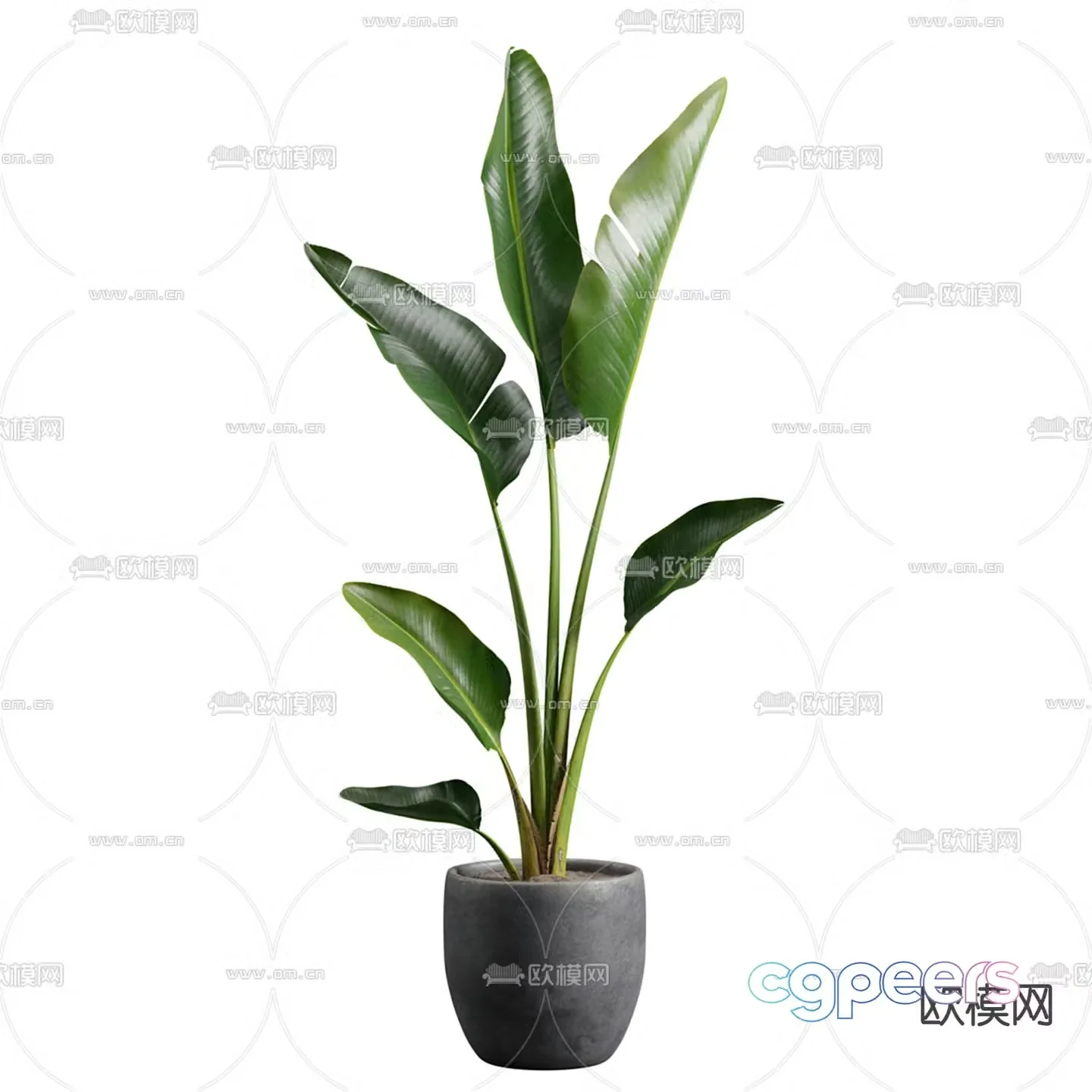 potted plant bonsai strelitzia 3d model
