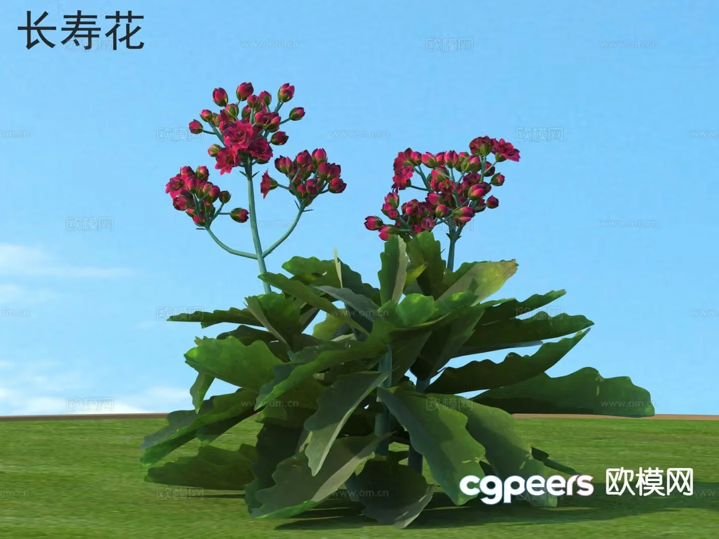 Longevity Flowers Flowers Plants 3D Model
