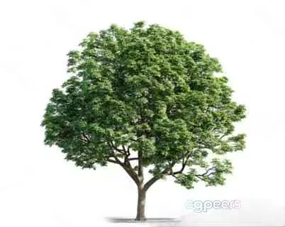 A Tree With Green Leaves 3D Model – 5540 – VRAY Render